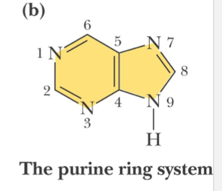 <p>Note the numbering system is different for the two types of ring structures</p>
