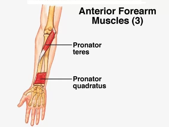 <p><span>-pronator teres</span><br><span>-pronator quadratus</span></p>