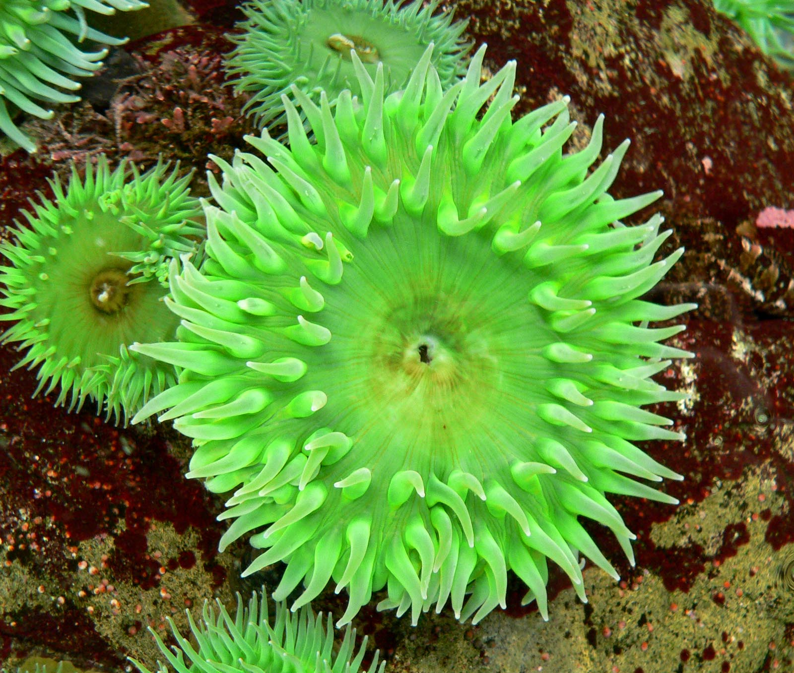 <p>Cnidaria: Giant Green Sea Anemone</p><p>(Looks like a giant green sticky sea anemone (you touched it and freaked out))</p>