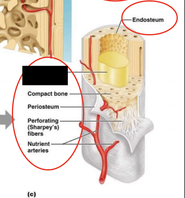 <p>this is a structure of a long bone (humerus), what is this part called?</p>