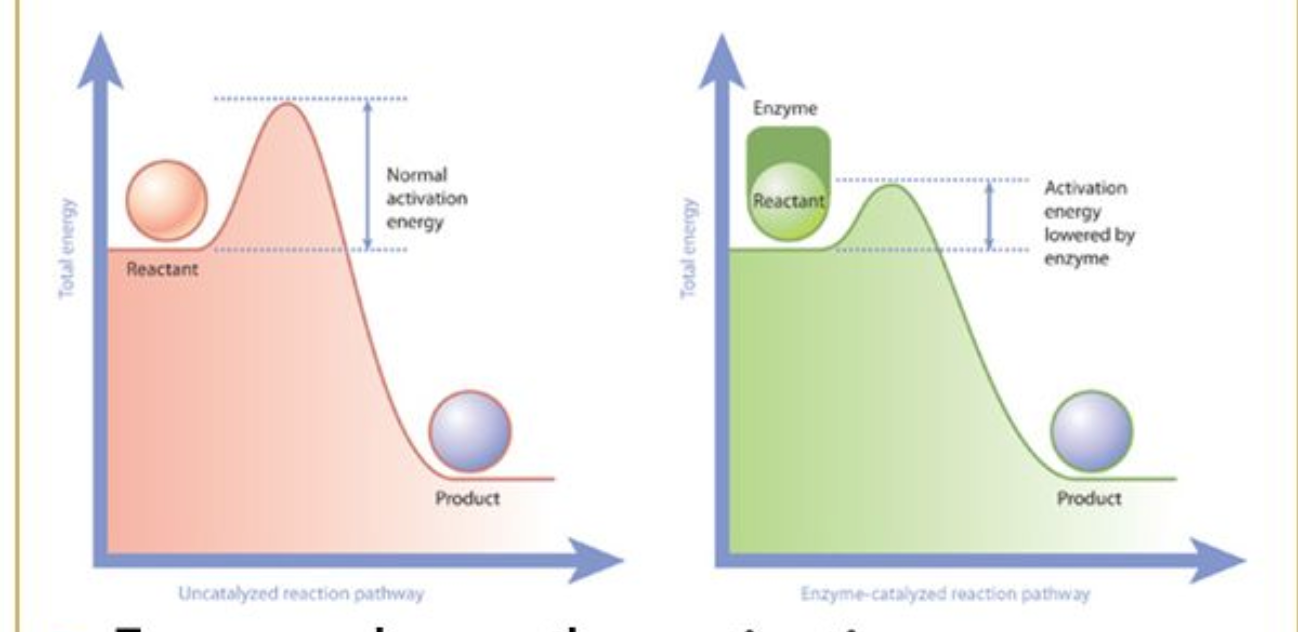 <p>proteins that act as biological CATALYST - lower&apos;s reaction activation energy to speed up rate of chemical reaction</p><p>reactants= substrates - binds with enzyme at the activation site</p><ul><li><p>either tertiary or quaternary</p></li></ul>