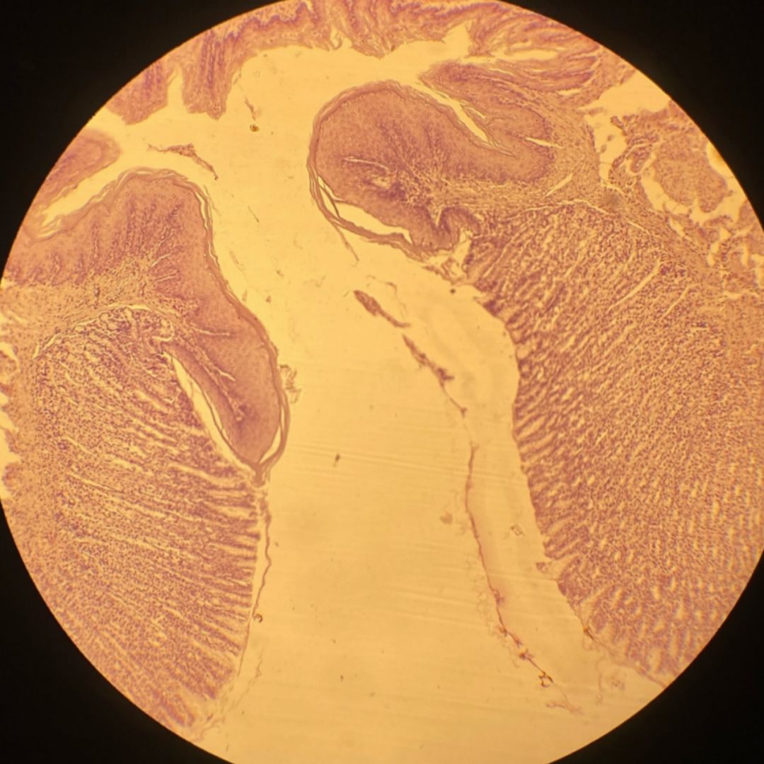 term image
