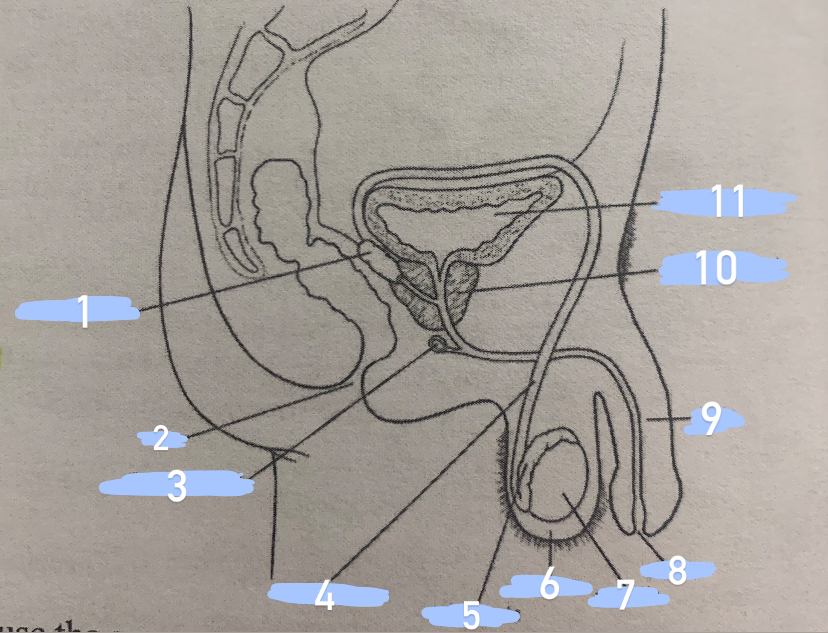 <p><span style="font-family: &quot;Times New Roman&quot;, serif"><strong>Male Reproductive Anatomy</strong></span></p>