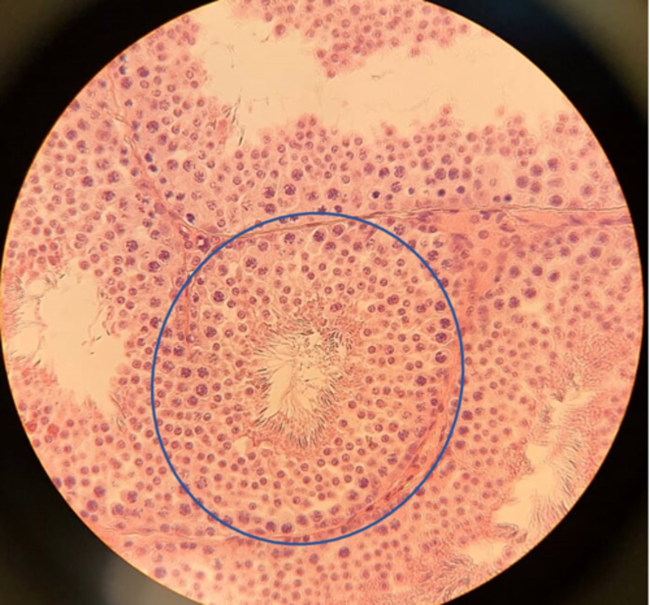<p>What is found in the center of tube. They are wispy</p>