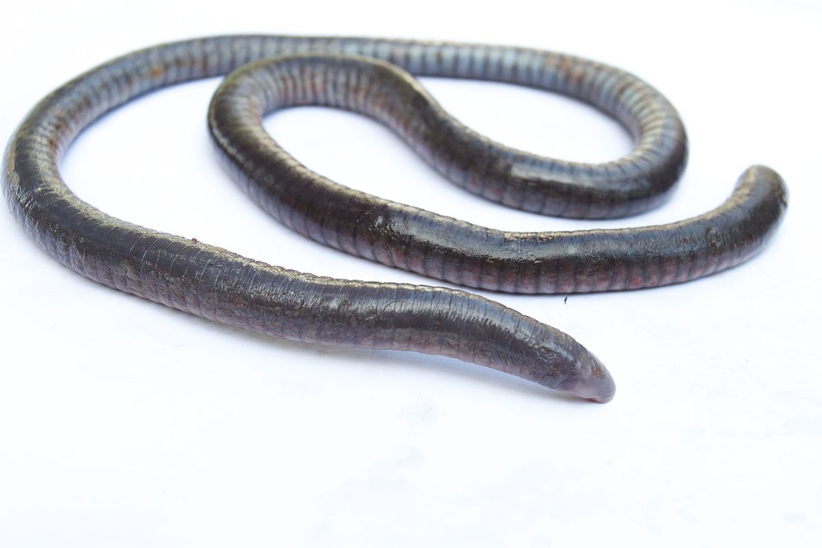 tailed caecilians (gymniophiona)

\

1. posesses a true tail
2. mouth is at/near tip of snout
3. primary, secondary, tertiary annuli