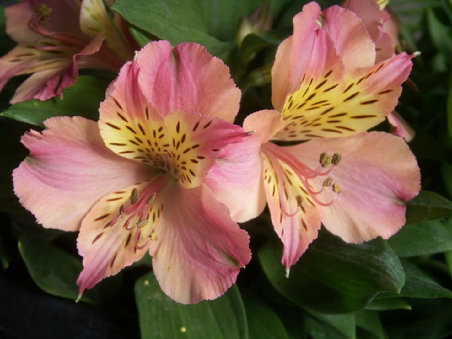 <p>Peruvian Lilly</p>