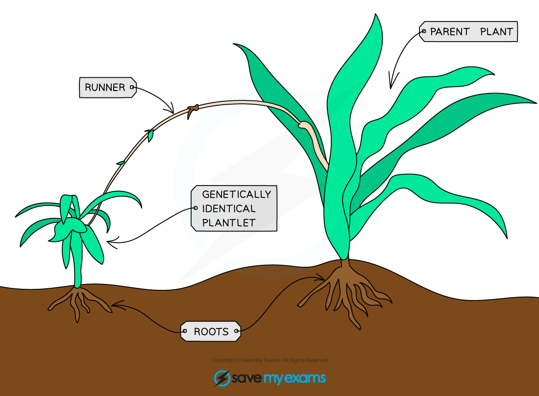 <p>a process resulting in the production of genetically identical offspring from one parent </p>