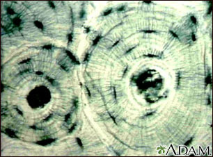 <p>Name the tissue</p>