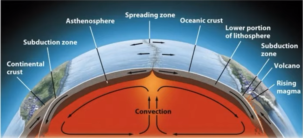 <ul><li><p><strong>magma </strong>heated by earth’s core rises towards <strong>lithosphere </strong></p></li><li><p>rising magma forces oceanic plates apart</p><ul><li><p>creates mid-ocean ridges, volcanoes, spreading zones, or “seafloor spreading” </p></li></ul></li><li><p>magma cools and solidifies into new lithosphere at spreading zone </p></li><li><p>spreading magma forces oceanic plate under continental plate </p><ul><li><p>sinking oceanic plate melts back into magma </p></li><li><p>new magma is forced up, creating narrow, coastal mountains (e.g Andes) and volcanoes on land</p></li></ul></li></ul><p></p>