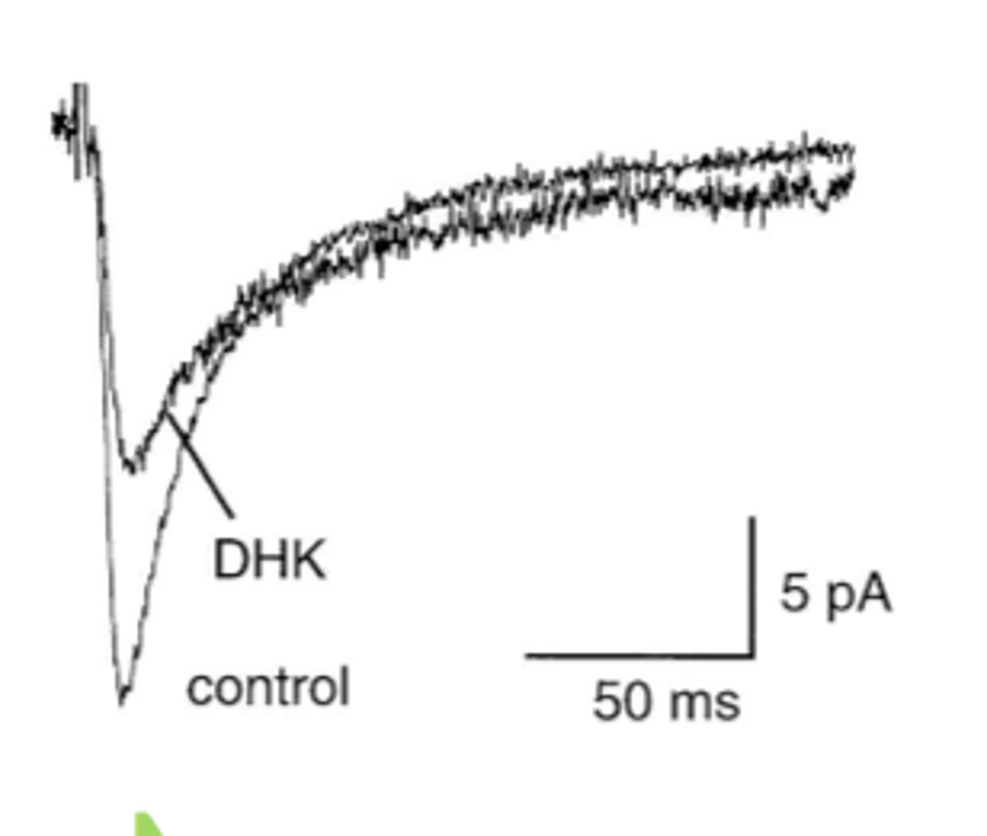 <p>It blocks half of the glutamate transporters, decreasing the EPSC</p>