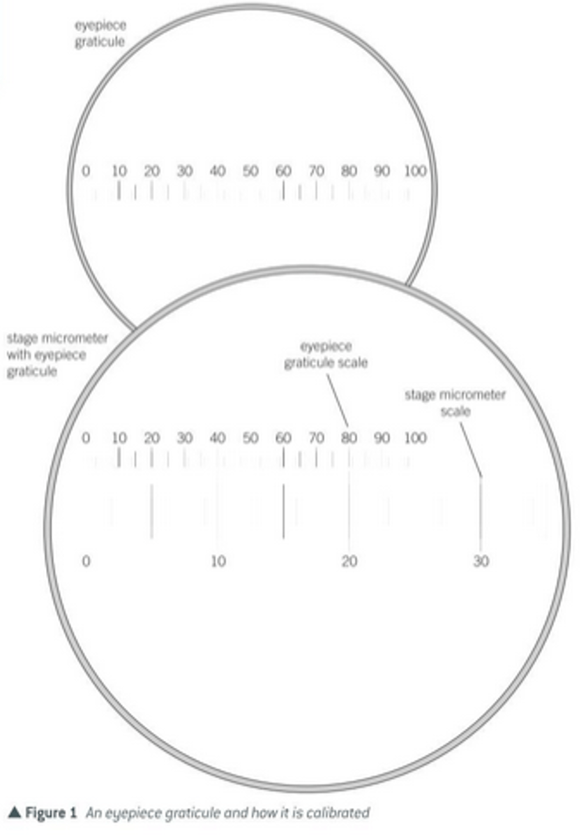 <p>- You need to be able to calculate the size of the cells you're looking at, which is where the eyepiece graticule and stage micrometer come in.<br>- An eyepiece graticule is a glass disc that is fitted onto the eyepiece; a scale is etched on the glass disc, and is typically 10 mm long and is divided into 100 sub-divisions.<br>- The scale on the eyepiece graticule cannot be used directly to measure the size of objects under a microscope's objective lens, because each objective lens will magnify to a different degree.<br>- The graticule must first be calibrated for a particular objective lens; once calibrated in this way, the graticule can remain in position for future use, provided the same objective lens is used; hence why it's a good idea to record the results of the calibration for a particular objective lens, and to leave this attached to the microscope, so you don't have to recalibrate each time you want to measrue the size of an object being viewed under the microscope.</p>