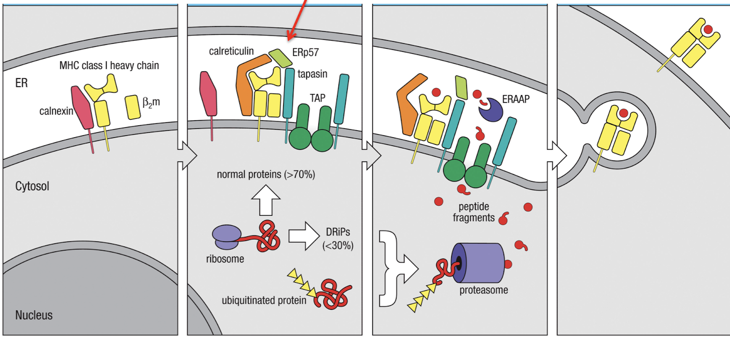 <ol><li><p>peptides are generated in the cytosol by the proteasome</p></li><li><p>then they are transported through TAP into the ER</p></li><li><p>then they are loaded on MHC I in ER and transported to the plasma membrane</p></li></ol><p></p>