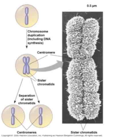 <ul><li><p>At the start of mitosis they condense &amp; take the form shown</p></li><li><p>﻿﻿The replicated chromosomes stay together and are called</p></li><li><p>are attached at the <strong>centromere</strong> by proteins called <strong>cohesins</strong></p></li><li><p>﻿﻿The other side of the centromeres contain other proteins called <strong>kinetochore</strong></p></li></ul>