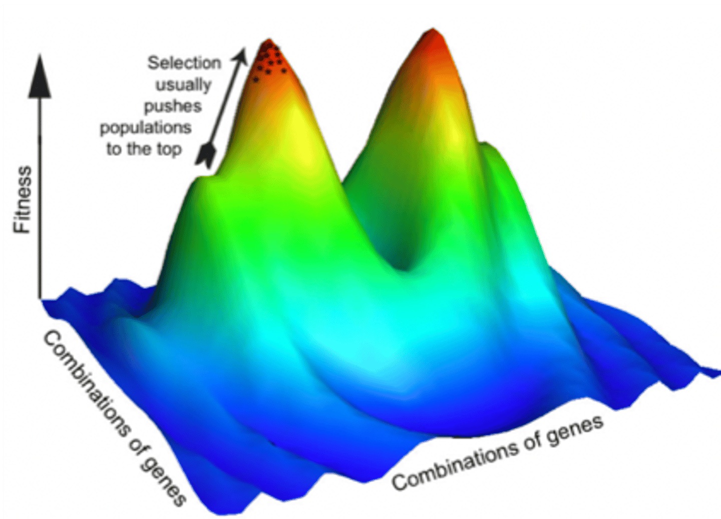 <p>shows how the mean trait value in a population effects the populations mean fitness.</p>