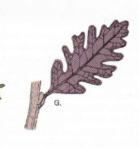 <p>Grunne og myke innskjæringen, ikke like dype som flikete blad</p><p>Ser nesten helt ut men med tydelig bølgede kontur</p><p>Eks: Lønneblad</p>