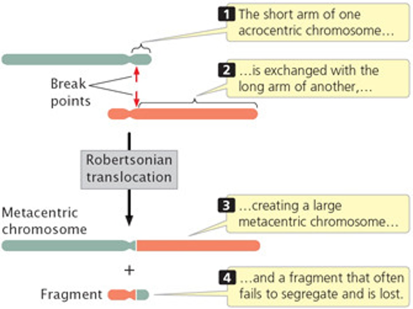 <p>A rearrangement of genetic material that arises from breaks near the centromeres of two nonhomologous acrocentric chromosomes.</p>