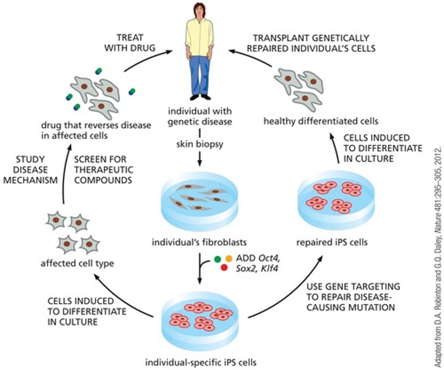 <p>Adult somatic cells are forced to de-differentiate by exposure to specific transcription factors.</p>