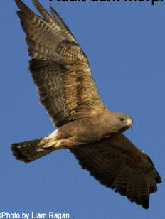 <p>dark bib; Grasslands and some agricultural fields; CA Threatened (bc of pesticide posioning); forages in flocks, eats rodents, reptiles and rabbits in breeding season, insects when not breeding</p>