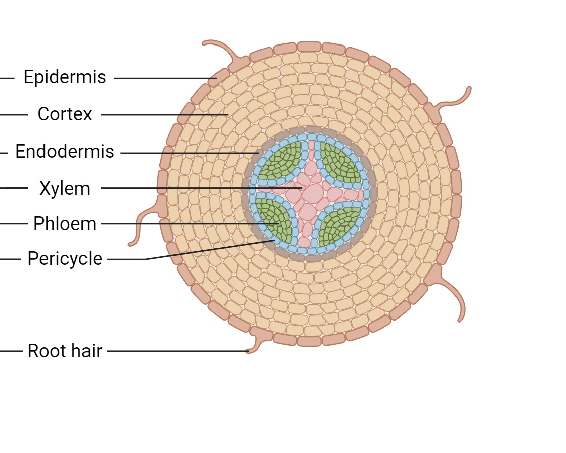 <p>vascular tissue in a star shape</p>