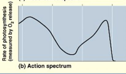 <p>Action Spectrum</p>