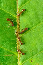 🧷 Relação em que uma espécie explora o trabalho ou secreções de outra, muitas vezes mantendo-a “escravizada”. Ex.: formigas cuidando de pulgões para obter seu exsudato açucarado.