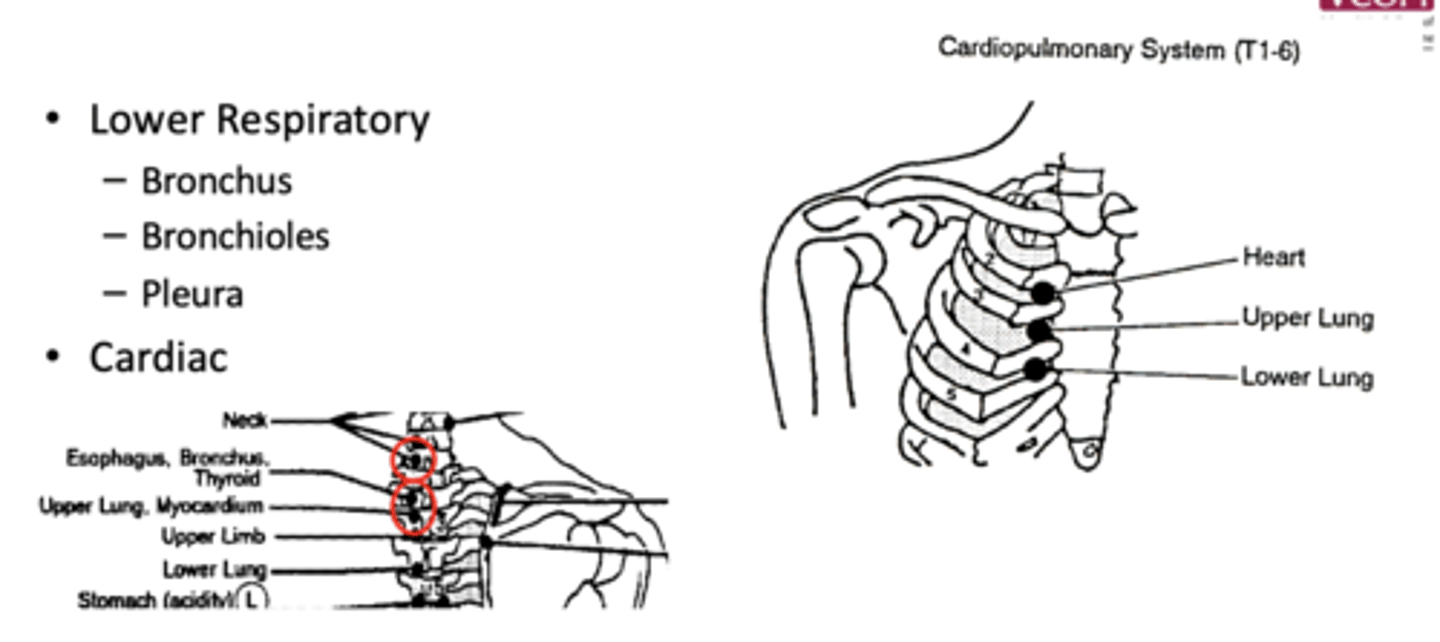 <p>anterior: 4th ICS, at sternocostal junction</p><p>posterior: intertransverse space b/w T4 and T5, midway b/w spinous and TP</p>