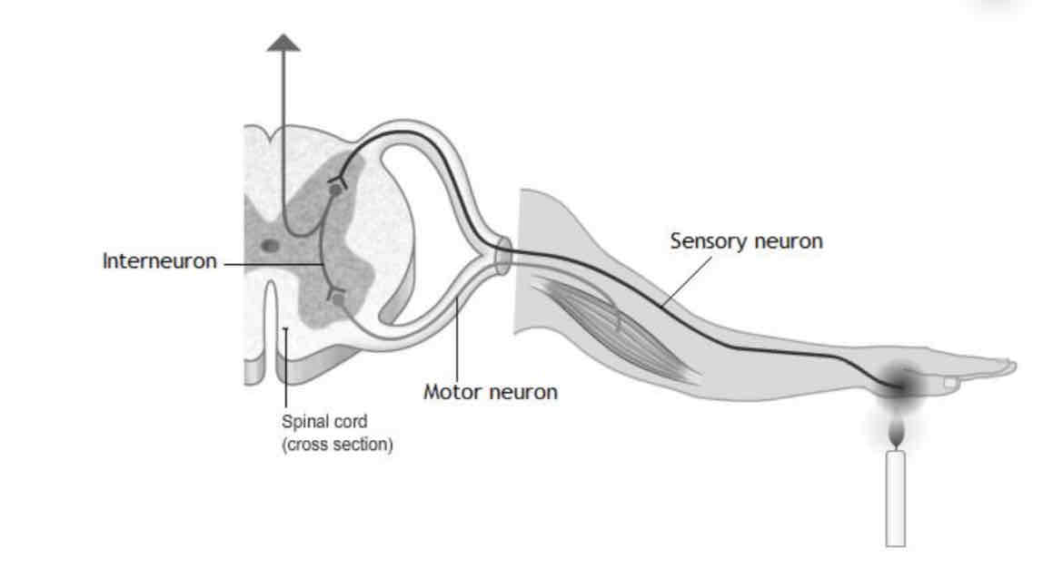 <p>What is the reflex arc?</p>