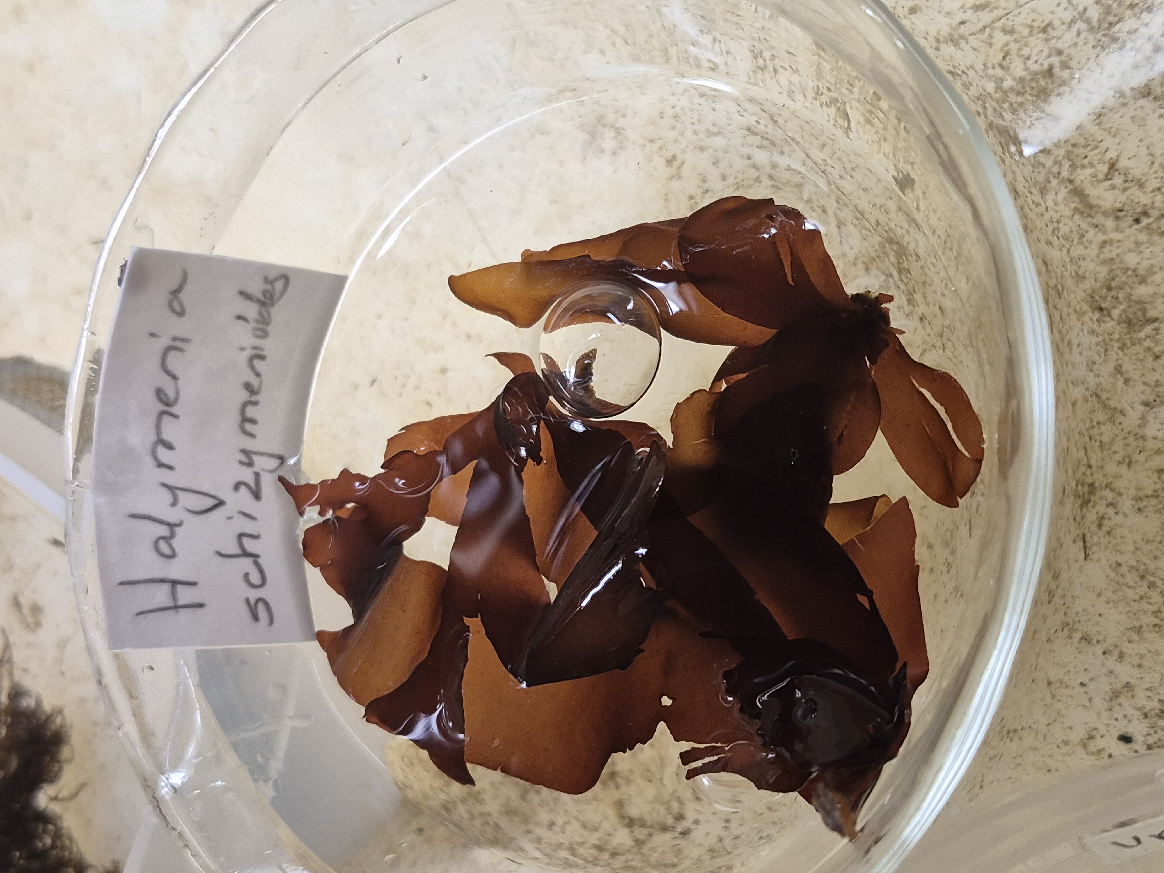 <p>Halymenia schizymenioides</p>