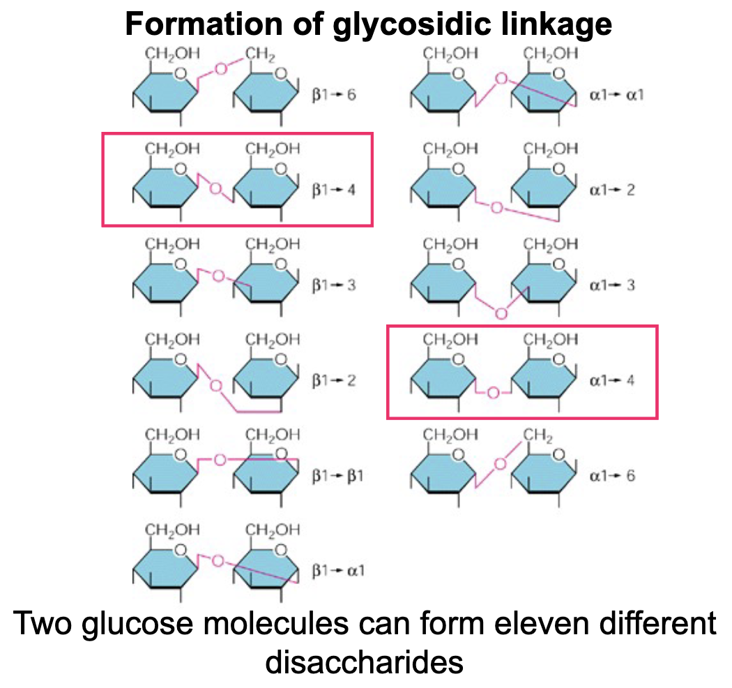 <p>The C-1 of one sugar and any OH-group of the second sugar</p>