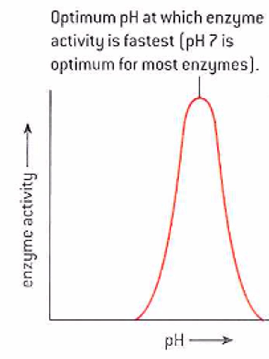 <p>Changes in pH affect how many H ions are in the solution :<br>- too few or too many causes damage to the hydrogen and ionic bonds <br>- this is why an enzyme can become denatured if the pH is too high or low<br>There is an optimum which for most enzymes is 7.</p>