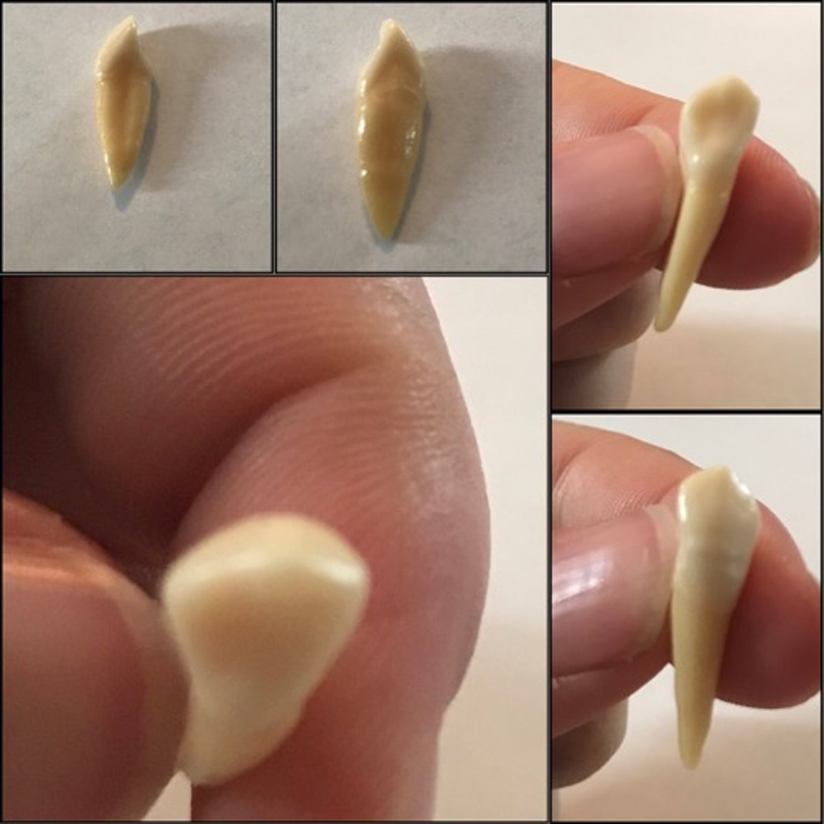 <p>What tooth is this ?</p>