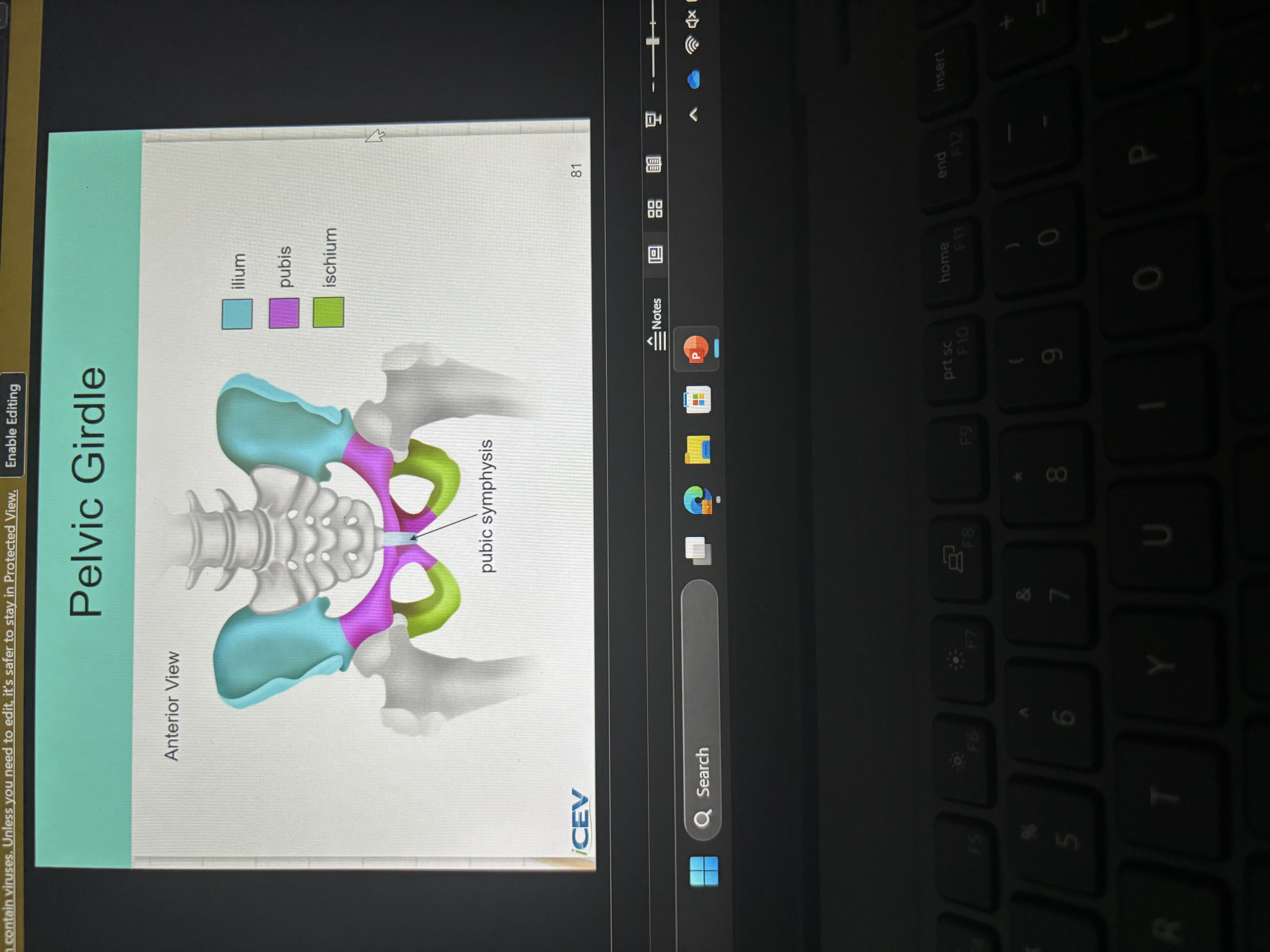 <p>pelvic girdle</p>