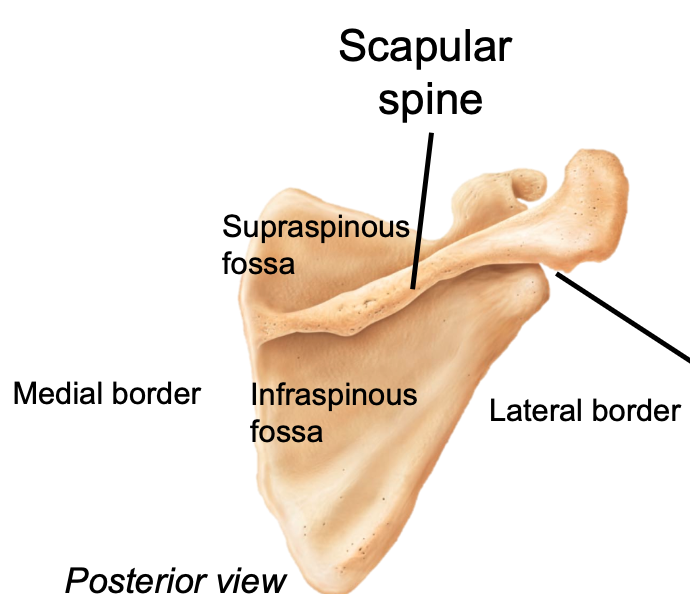 1. Appendicular skeleton 
2. Located in pectoral girdle on scapula 
3. Attachment sites for muscles