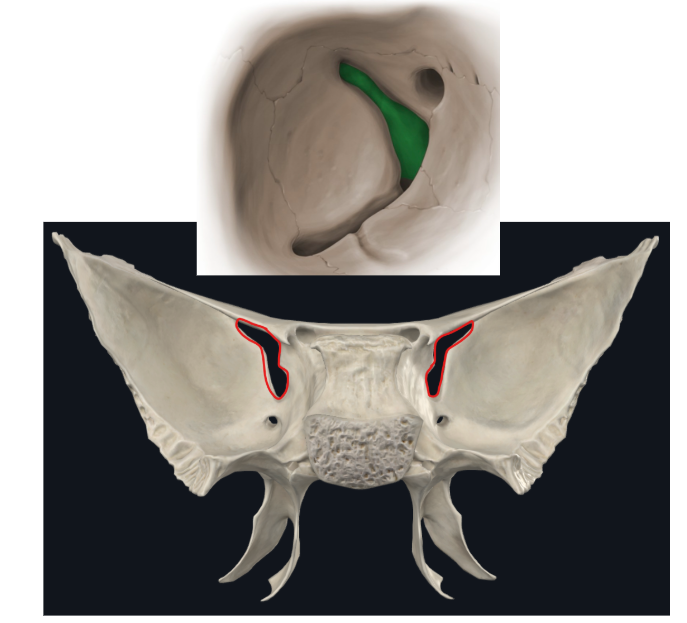 <p>Fisura orbitaria superior</p>