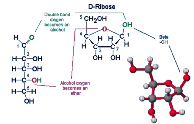 <p>1&apos; carbon does NOT denote the carbon to which the base is attached (Holmstrom REALLY wants us not to think about it like that.) 1&apos; carbon follows the 1&apos; carbon of a Fischer projection sugar, containing an aldehyde group. The =O is converted to an -OH group, and hemiacetal synthesis causes ring closure, to which the 1&apos; carbon has an attached OH as well as an ester bond.</p><p>Carbon labelling just follows around the ring clockwise.</p>