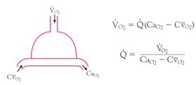 <ul><li><p class=""><strong>Consommation d’O₂ (/mL de sang)= Débit cardiaque × (Concentration O₂ artérielle - Concentration O₂ veineuse)</strong>.</p></li></ul><ul><li><p class="">En <strong>réarrangeant l’équation</strong>, on obtient le <strong>débit sanguin pulmonaire</strong>, donc le <strong>débit cardiaque</strong>.</p></li></ul><p></p>