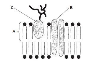<p><span style="font-family: Arial, sans-serif; line-height: 107%;"><span>The diagram shows the structure of the cell-surface membrane of a cell.</span></span></p><p><span><span>Name </span><strong><span>A </span></strong><span>and</span><strong><span> B. </span></strong><span>(2) </span></span></p>