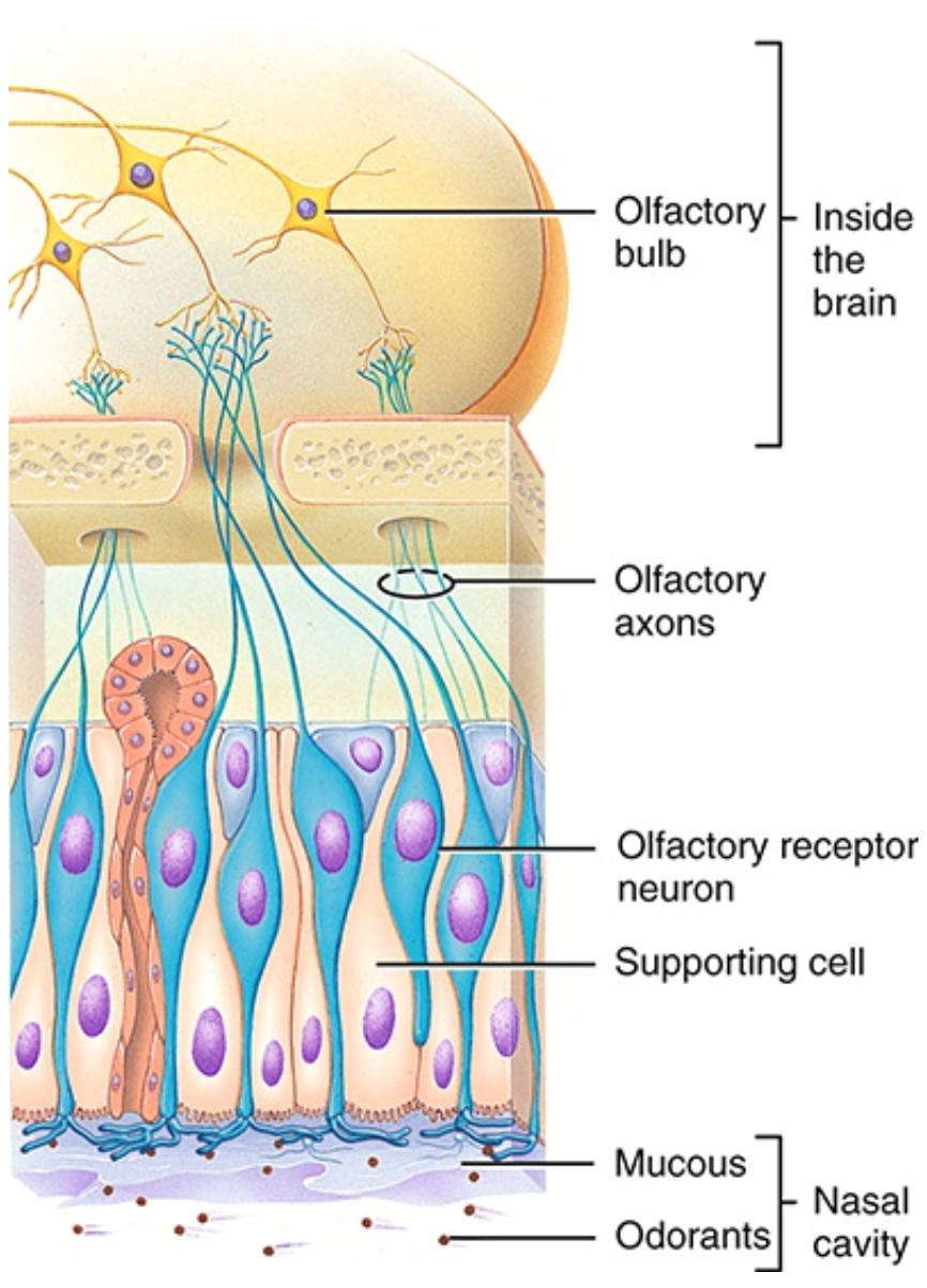 <ul><li><p>Signal from olfactory receptor neurons travel to the brain via olfactory nerve</p></li><li><p>Info is carried along olfactory nerves → olfactory bulb (located base of the front brain beneath the frontal lobes) → olfactory information is sent to regions of cerebral cortex (piriform cortex)</p></li></ul><p></p>