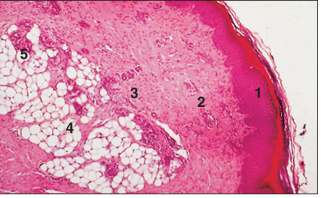 <p>name of histologic slide:</p><p>Specie:</p><p>Parts</p><p>1.__ 2.__ 3.__ 4.__ 5.__</p><p>Stain used:</p>