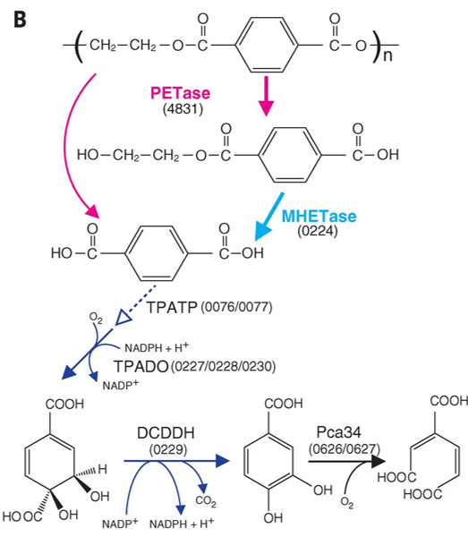 <p>Microbial degradation uses specific microbes and enzymes (like depolymerases, hydrolases and peroxidases) to break down plastics</p><ul><li><p>Microbes can decompose biodegradable plastics (PHA, polyesters) even in extreme environments like the deep sea floor (757-5552m)</p></li><li><p>New microbial communities and pathways have been identified in plastic contaminated soils</p></li><li><p>Genomic studies reveal novel enzymes and microbes for bioplastic production and degradation</p></li><li><p>The bacterium <em>Ideonella sakaiensis</em> can degrade PET plastic by using it as an energy source, producing two enzymes that break it down into environmentally friendly monomers (terephthalic acid and ethylene glycol)</p></li></ul><p></p>