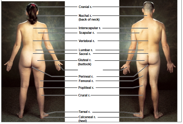 <p>Based on this posterior view, what is this region?</p>