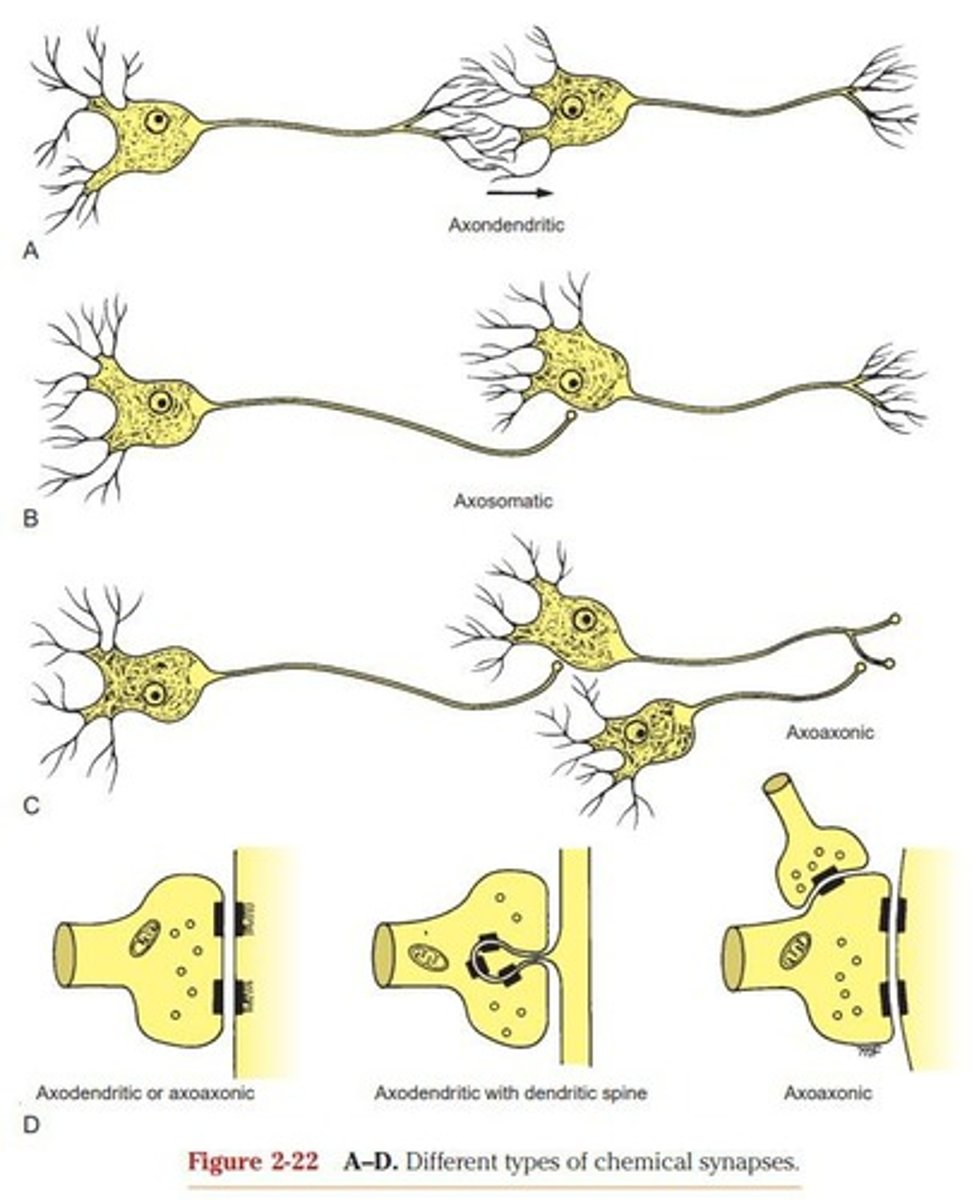 <p>Junctions for communication between two neurons.</p>