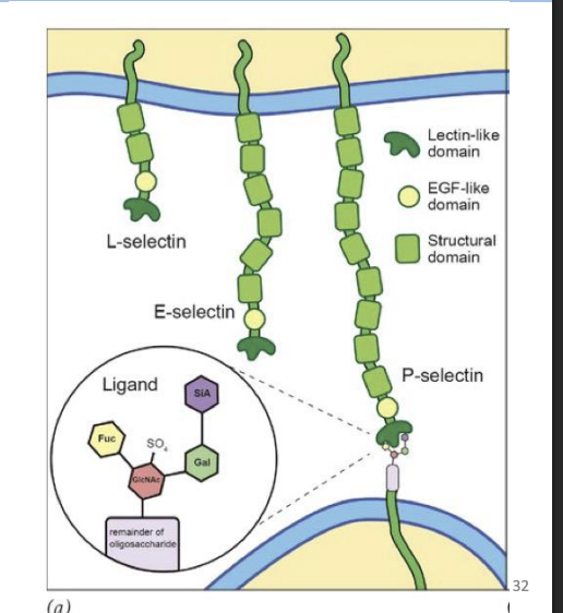 <p>carbohydrate-binding proteins that bind particular oligosaccharides on surface of cells and have a modular structure.</p>