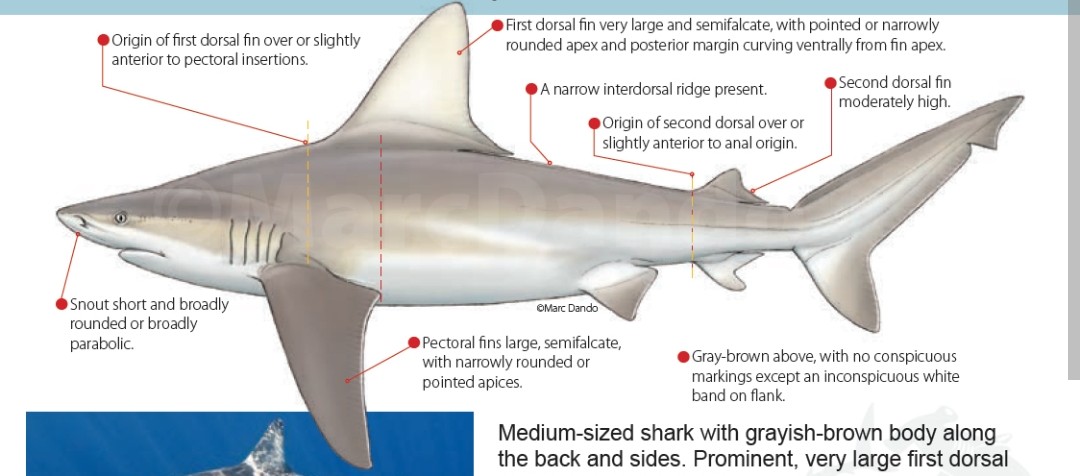 <p class="has-focus">Carcharhinidae family</p><p class="has-focus">Eats small reef fishes, octopus and squid, crustaceans, mollusks</p><p>Gray or light tan; tall, triangular first dorsal fin that originates over the pectoral fins, strong interdorsal ridge; and no distinct marking</p>