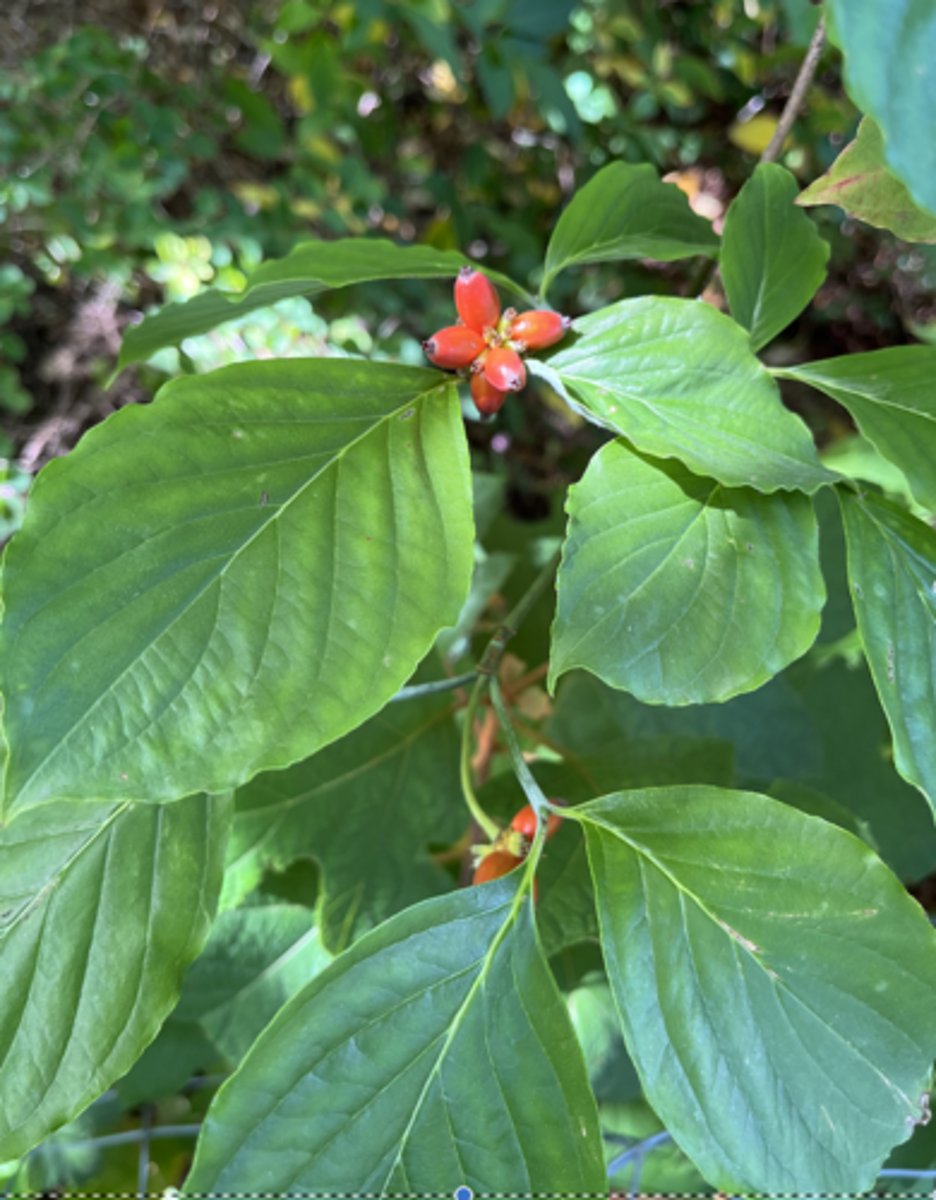 <p>undulate entire margin, not all fruits form</p>