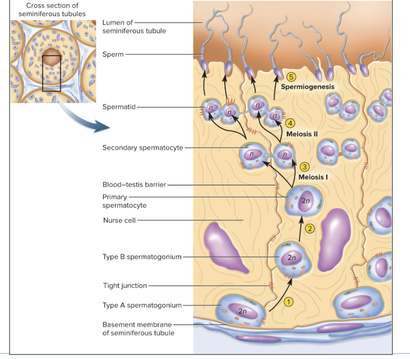 <ol><li><p>Spermatogonium</p></li><li><p>Primary Spermocyte</p></li><li><p>Secondary Spermocyte</p></li><li><p>Early Spermatid</p></li><li><p>Late Spermatid</p></li><li><p>Sperm</p></li></ol><p></p>