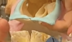 <p>What is the difference between bovine and equine incisive bone?</p>