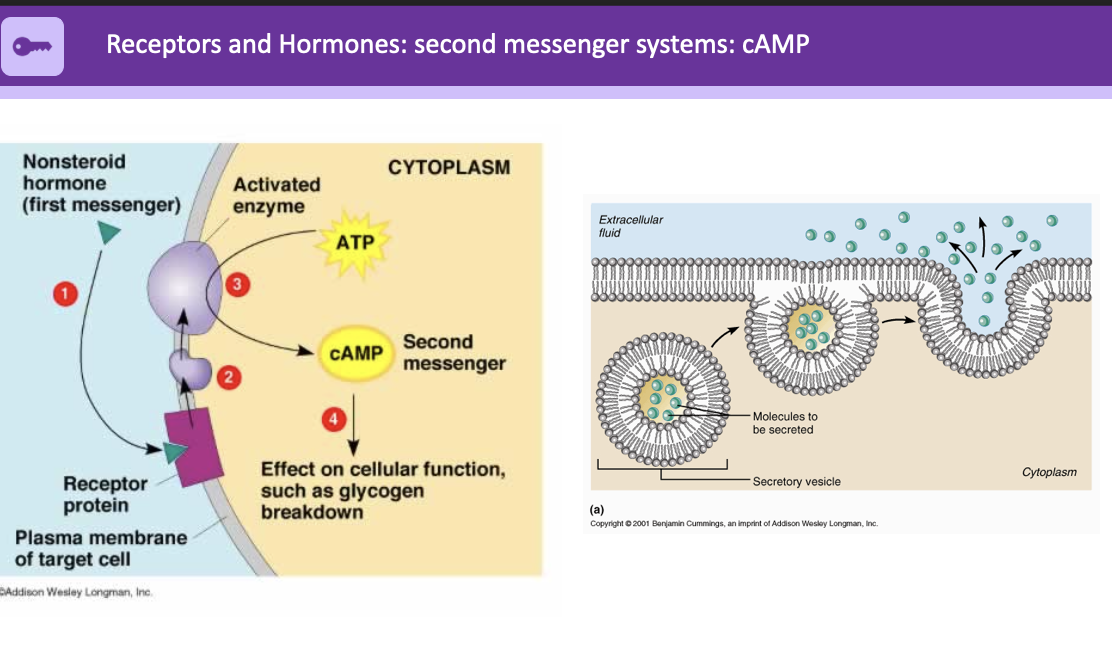 <ol><li><p>non-steroid hormone (First messenger)</p></li><li><p>receptor protein attaches to activated enzyme</p></li><li><p>ATP cycles through to cAMP which is second messenger</p></li><li><p>effect on cellular function, such as glycogen breakdown</p></li></ol>