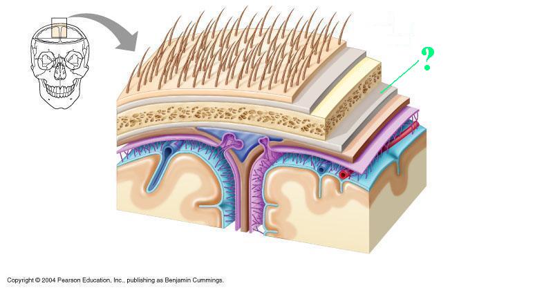 <p><span><span>Identify the indicated part of the coverings of the brain</span></span></p>