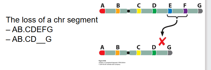 <p>- the loss of a chr segment</p><p>AB.CDEFG turns into AB.CD__G</p><p>- multigenic deletions: several or many genes lost</p><p>- if have multigenic on both homologues - not viable</p><p>- Often multigenic deletion on one chromosome also not viable</p><p>- Gene dosage effect, and/or expression of deleterious recessive allele</p>